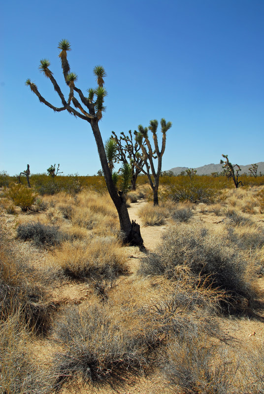 Mojave Desert California CA USA